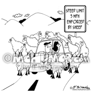 6008 Sheep Cartoon2