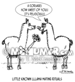 3473 Llama Cartoon